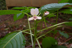 Impatiens cuspidata